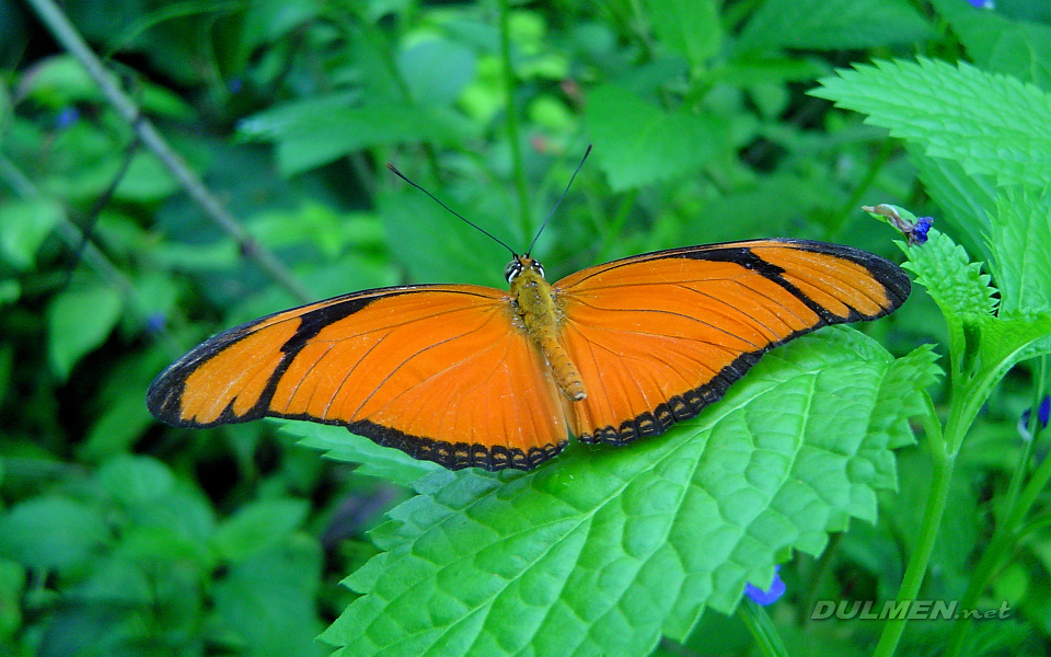 Dryas Julia (Orange Julia)